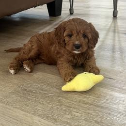 Beck - Red male Cavapoo puppy in Glendale, Arizona from Dashing Dogs