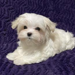 Purple girl - White female Maltese puppy in Billingsley, Alabama from Euphoria Maltese