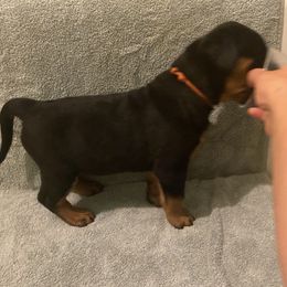 Girl 4 - Rottweiler puppy in Wrightstown, New Jersey from Aruna Rottweilers