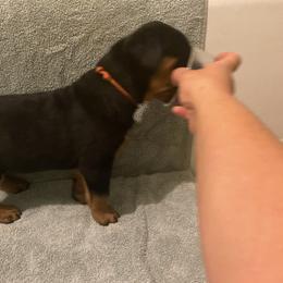 Girl 4 - Rottweiler puppy in Wrightstown, New Jersey from Aruna Rottweilers