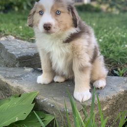 Miniature Australian Shepherd Puppies from Windy Hills Mini Aussies