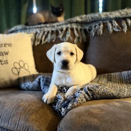 Arrow - Yellow male Labrador Retriever puppy in Sweet Home, Oregon from Knotty Creek Labradors
