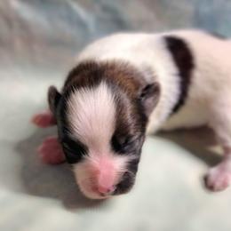 Noel - White female Companion Cross puppy in Davenport, Washington from Lovely Ladies and Little Asses Miniature Equines (L3A Pomeranians & Papillons)