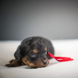 Ridge - Black and tan male Cavapoo puppy in Caldwell, Idaho from Boise Doodle Co.