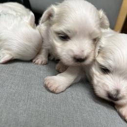 Maltese puppies from Serenity on the hill