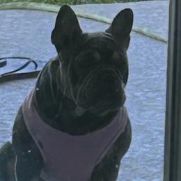 Piper - French Bulldog