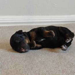Green Boy - Phantom male Bernedoodle puppy in Guthrie, Oklahoma from Edmond Doodles, LLC