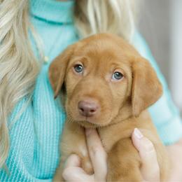 Shark - Yellow male Labrador Retriever puppy in Allons, Tennessee from UC Labradors LLC
