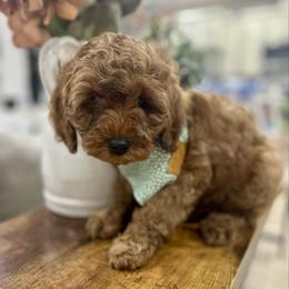Ember - Red female Cavapoo puppy in Ephrata, Washington from Gingers Cavapoo’s