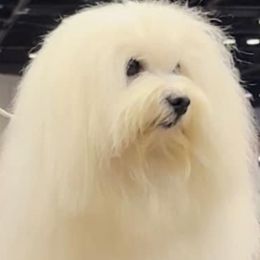 Belvedere - Coton de Tulear
