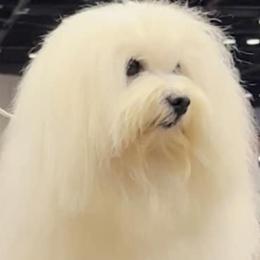 Belvedere - Coton de Tulear