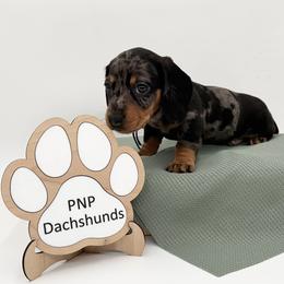 Chuckie - Dapple male Dachshund puppy in Ben Wheeler, Texas from P&P Dachshunds