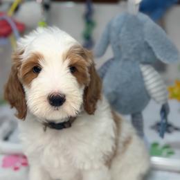 Vader - Parti male Goldendoodle puppy in Yuciapa, California from AlltheDoodlez_