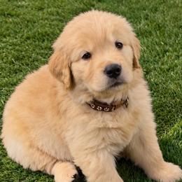 2nd pick boy - Golden male Golden Retriever puppy in Fresno, California from Warwick’s Central California Goldens