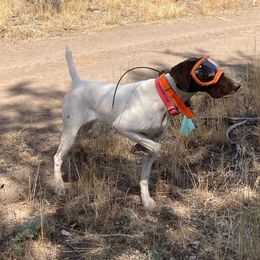 Stormy - German Shorthaired Pointer