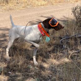 Stormy - German Shorthaired Pointer