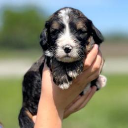 Republic - Sable male Bernedoodle puppy in Kansas City, Missouri from Beary GoldenDoodles