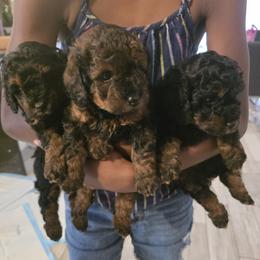 Poodle puppies from Quality Care Dobermans