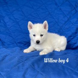 Willow boy 4 - White male Siberian Husky puppy in Ocala, Florida from Florida Husky Puppies