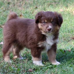 Moss - Red tri male Miniature Australian Shepherd puppy in Fort Smith, Arkansas from Rye Hill Aussies