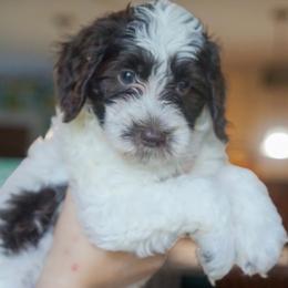 Glory - Chocolate female Australian Labradoodle puppy in Dawson, Georgia from Still Pond Australian Labradoodles