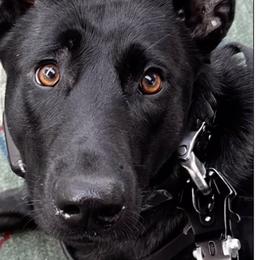 Dutch Shepherds from Ruka the Dutch Shepherd