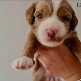 Lizzie - Red female Australian Labradoodle puppy in Summerfield, North Carolina from Four Oaks Labradoodles