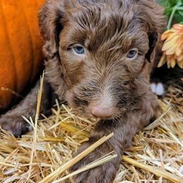 Chestnut - Aussiedoodle puppy from Doodle Mountain