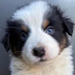 Doc Holiday - Black tri-color male Australian Shepherd puppy in Stanford, Kentucky from Red Feather Aussies