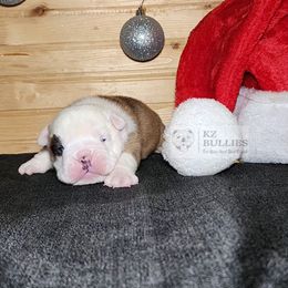 Boy 2 - Red brindle and white male Bulldog puppy in Hillsdale County, Michigan from KZ Bullies LLC