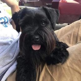Ace - Miniature Schnauzer