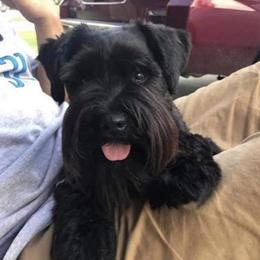 Ace - Miniature Schnauzer