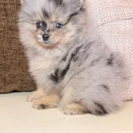Ace - Blue merle male Pomeranian puppy in Phoenix, Arizona from Luxpomz