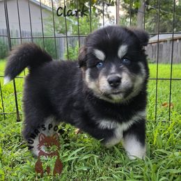 Clark Kent - Black and white male Pomsky puppy in Blaine, Minnesota from Yuna's Pomsky