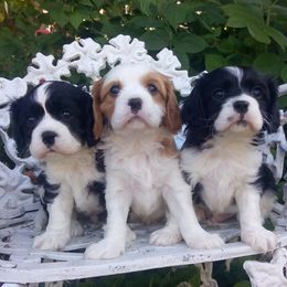 Cavalier King Charles Spaniels from Dartmoor Kennels