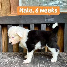 Orange collar - Black and white male Yakutian Laika puppy in Bethel, Ohio from Caldersong Kennels