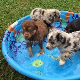 Australian Shepherd Puppies from LKN Aussies