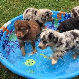 Australian Shepherd Puppies from LKN Aussies