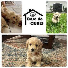 Poodle puppies from Casa de Curls