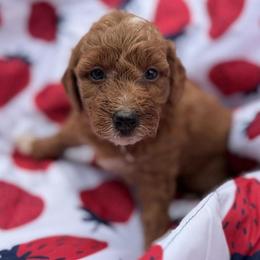 Princess, Pink Collar - Parti female Goldendoodle puppy in Valley Center, Kansas from The Goldendoodle Gal