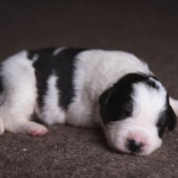 Moto moto - Black and white male Border Collie puppy in Fresno, California from Alpine Tails