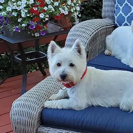 West Highland White Terriers from Laurie's West Highland White Terriers