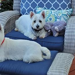 West Highland White Terriers from Laurie's West Highland White Terriers