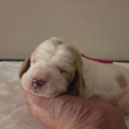 Girl Three 2700 - Red and white female Basset Hound puppy in Denison, Texas from Emma Lou's Baby Bassets