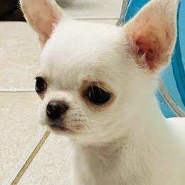 Chihuahua Puppies from Stardom Chihuahuas