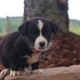 Red - Black and white male Cardigan Welsh Corgi puppy in Pilot, Virginia from Katie's Corgis - VKM Farmstead