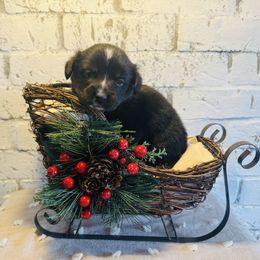 Cranberry - Black and white female American Corgi puppy in Westminster, Maryland from Serendipity Corgi's
