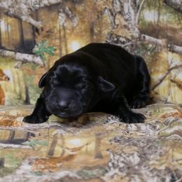 Swan - Black female Labrador Retriever puppy in Buffalo Valley, Tennessee from Buffalo Valley Breeders