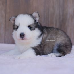 Willow - Wolf sable female Pomsky puppy in Boca Raton, Florida from Cardinal Point Pomskies