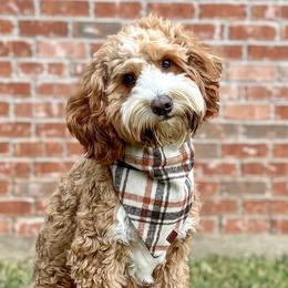 Hank - Goldendoodle